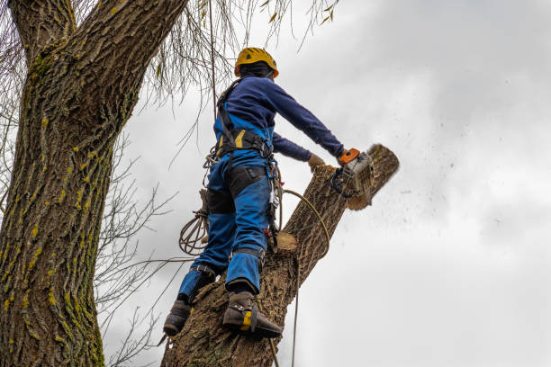 How Our Tree Care Process Works  in  Secaucus, NJ